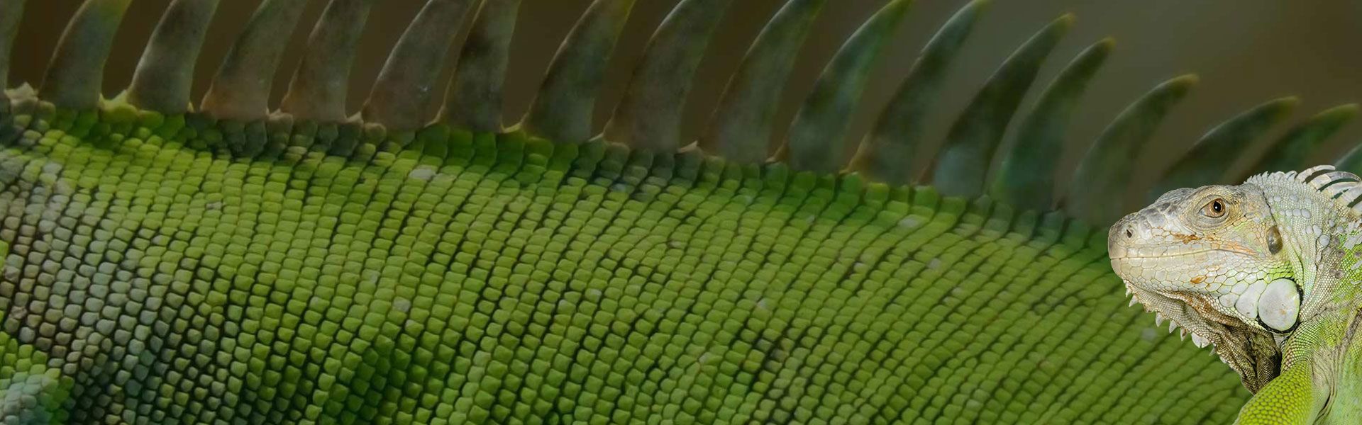slider-image-with-iguana